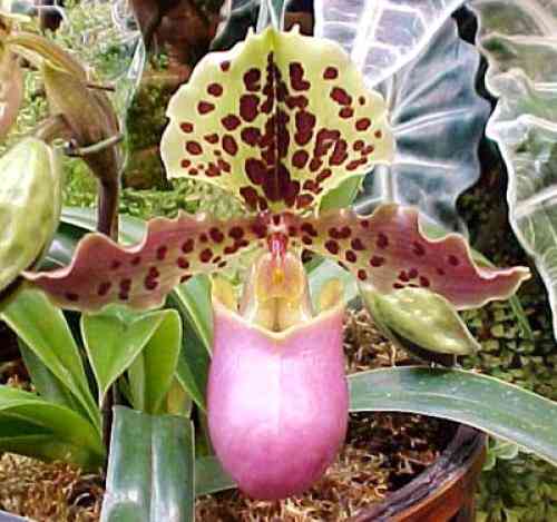 Paphiopedilum henryanum  